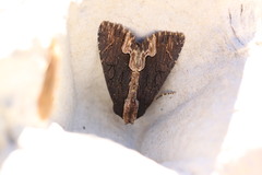 Dypterygia scabriuscula