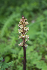 Orobanche reticulata