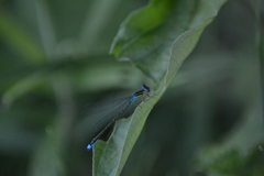 Enallagma antennatum