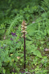 Orobanche reticulata