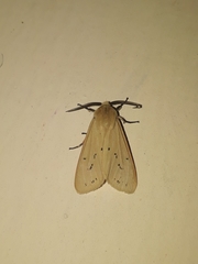 Spilarctia subcarnea