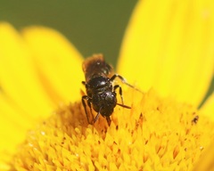 Ceratina cucurbitina
