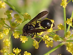 Eumenes coronatus