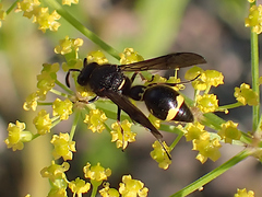 Eumenes coronatus