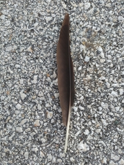 Corvus monedula soemmerringii