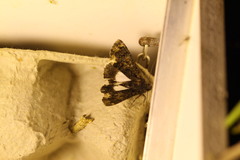 Catephia alchymista