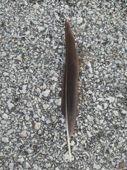 Corvus monedula soemmerringii