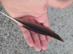 Corvus monedula soemmerringii