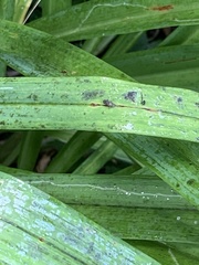 Paralimna punctipennis