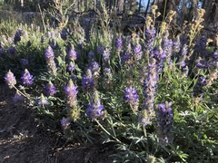 Lupinus lepidus sellulus