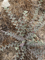 Acmispon heermannii orbicularis