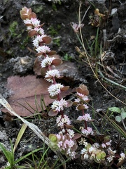 Illecebrum verticillatum