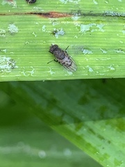 Paralimna punctipennis