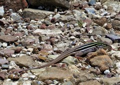 Aspidoscelis uniparens