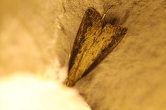 Donacaula forficella