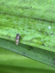 Paralimna punctipennis