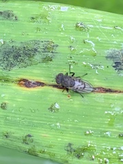 Paralimna punctipennis