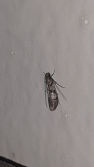 Lepidoptera