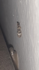 Lepidoptera