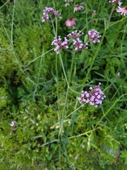 Verbena bonariensis