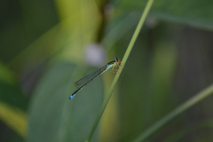 Enallagma antennatum