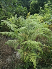 Pteridium tauricum
