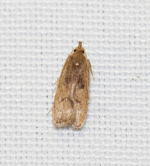 Glyphidocera democratica