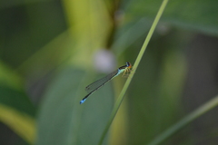 Enallagma antennatum