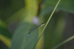 Enallagma antennatum