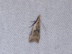 Dichomeris punctipennella