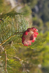 Protea pityphylla