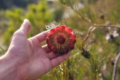 Protea pityphylla