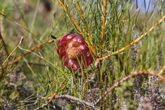 Protea pityphylla