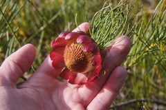 Protea pityphylla