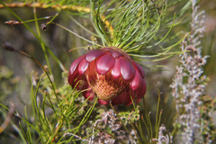 Protea pityphylla