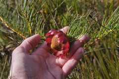 Protea pityphylla