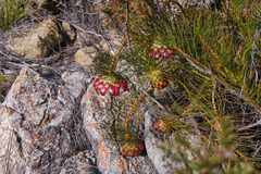 Protea pityphylla