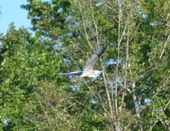 Ardea herodias herodias