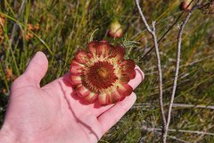 Protea pityphylla