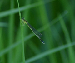 Enallagma antennatum