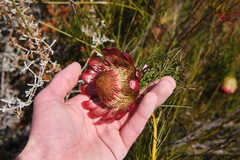 Protea pityphylla