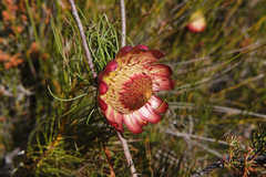 Protea pityphylla