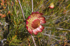 Protea pityphylla