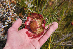 Protea pityphylla