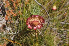 Protea pityphylla