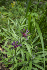 Centaurea stricta
