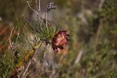 Protea pityphylla