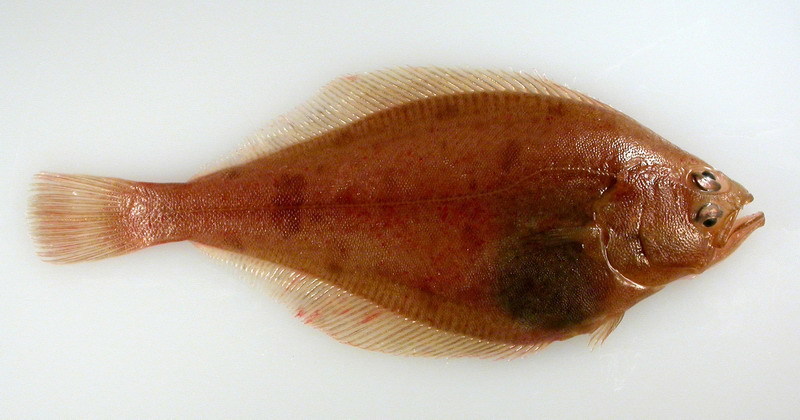 Bering Flounder