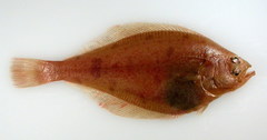 Bering Flounder photo 1