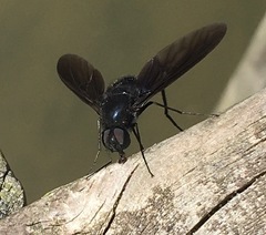 Anthrax aterrimus